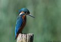 Alcedo atthis